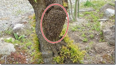 日本ミツバチの群れ