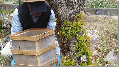 ミツバチと巣箱