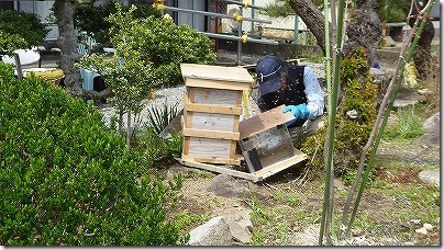 日本ミツバチの捕獲