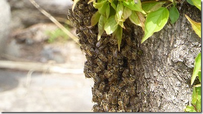 日本ミツバチ