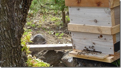 巣箱に入る蜜蜂