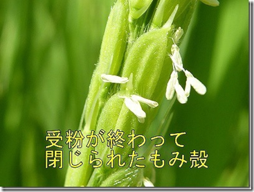 お米の花