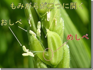 もみがら