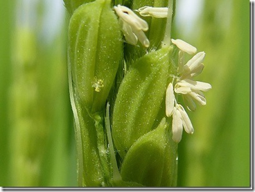 お米の花