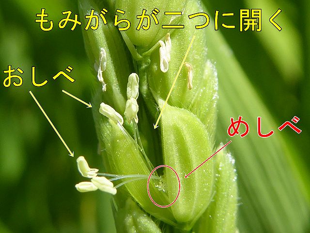 お米の花（おしべ、めしべ）