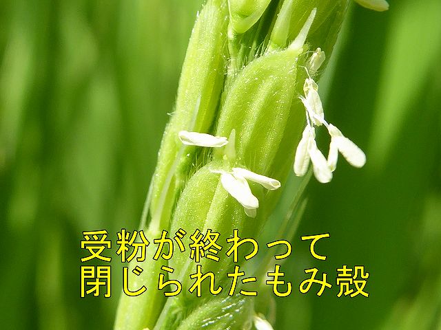 お米の花