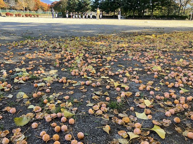 拾った銀杏