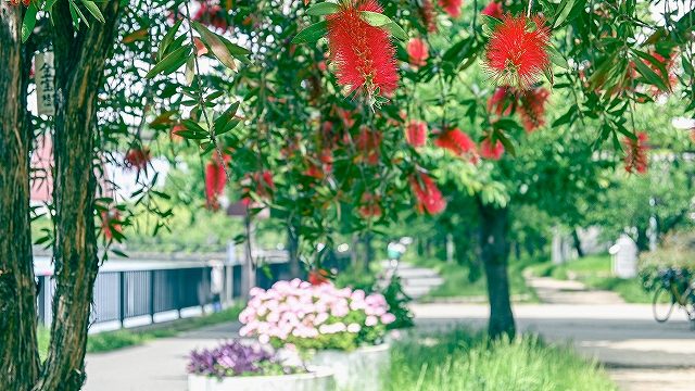 ブラシの木