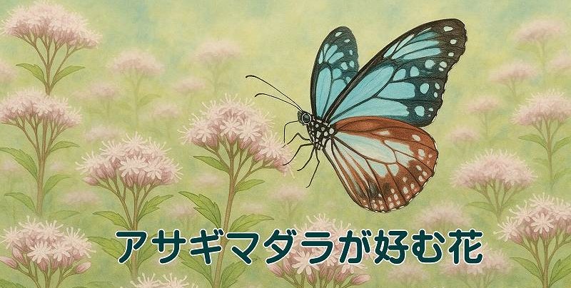 アサギマダラ